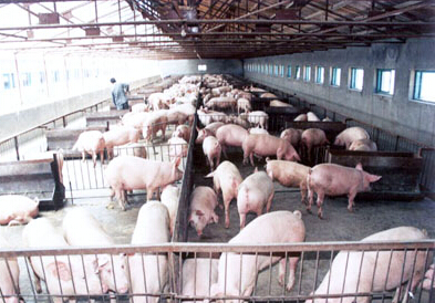 仔猪的养殖管理方便