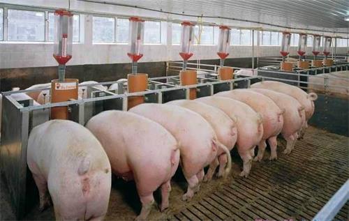 仔猪养殖技术先进